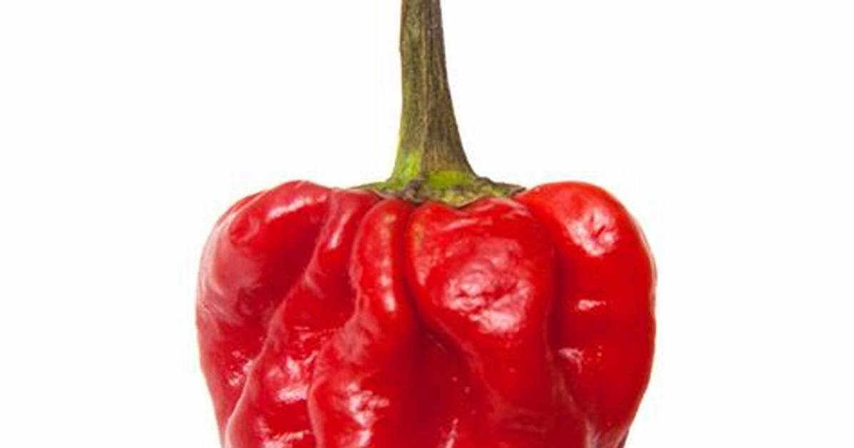 Ajicito Pepper
