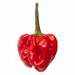 Ajicito Pepper