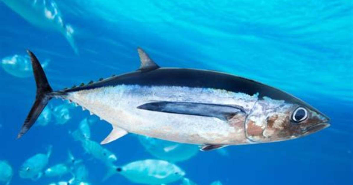 Albacore Fish