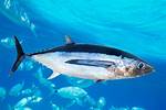 Albacore Fish