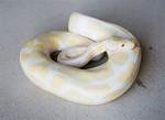 Albino Ball Python