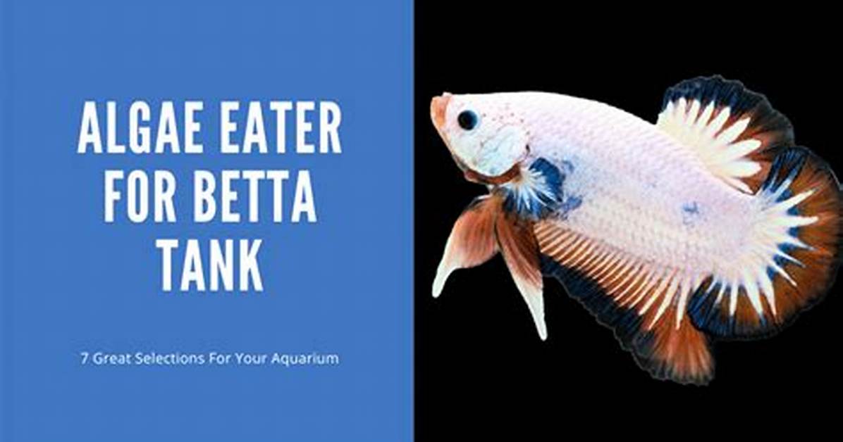 Algae Eater with Betta
