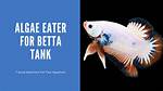 Algae Eater with Betta
