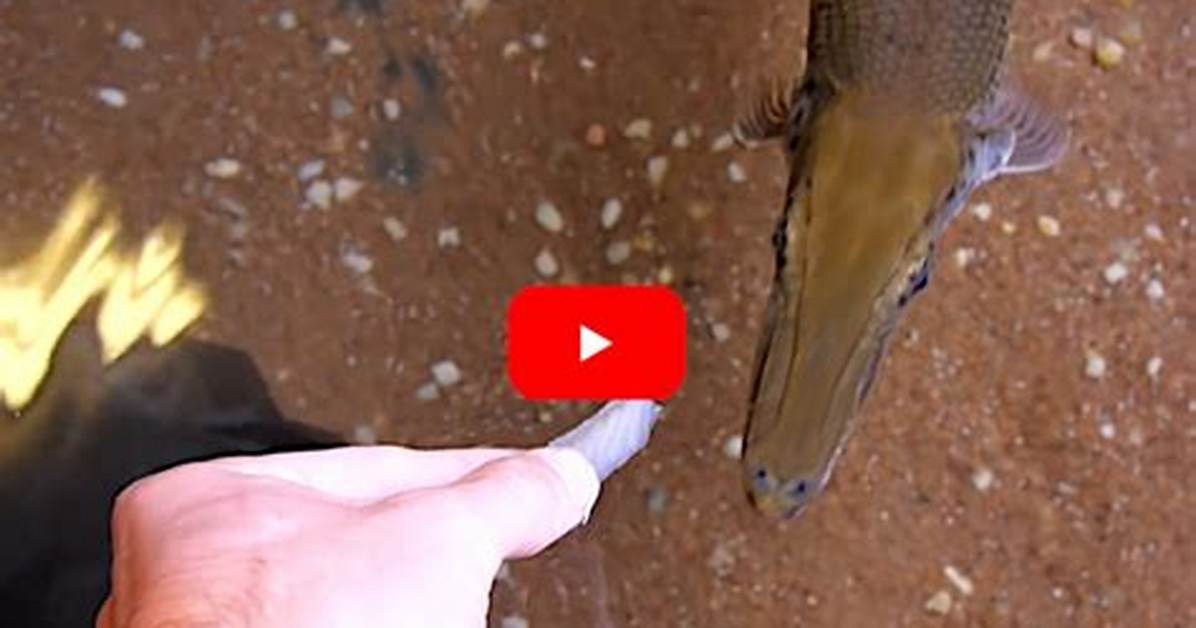 Alligator Gar Bite