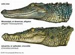 Alligator Relative