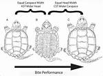 Alligator Snapping Turtle Bite Force