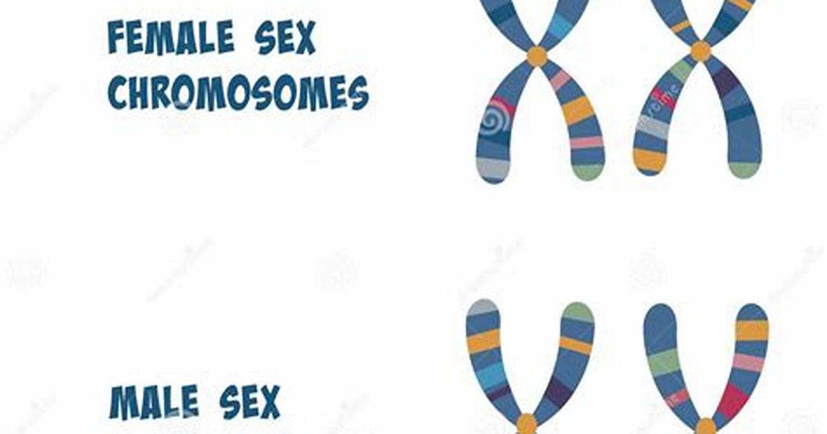 Allosomes