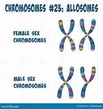 Allosomes