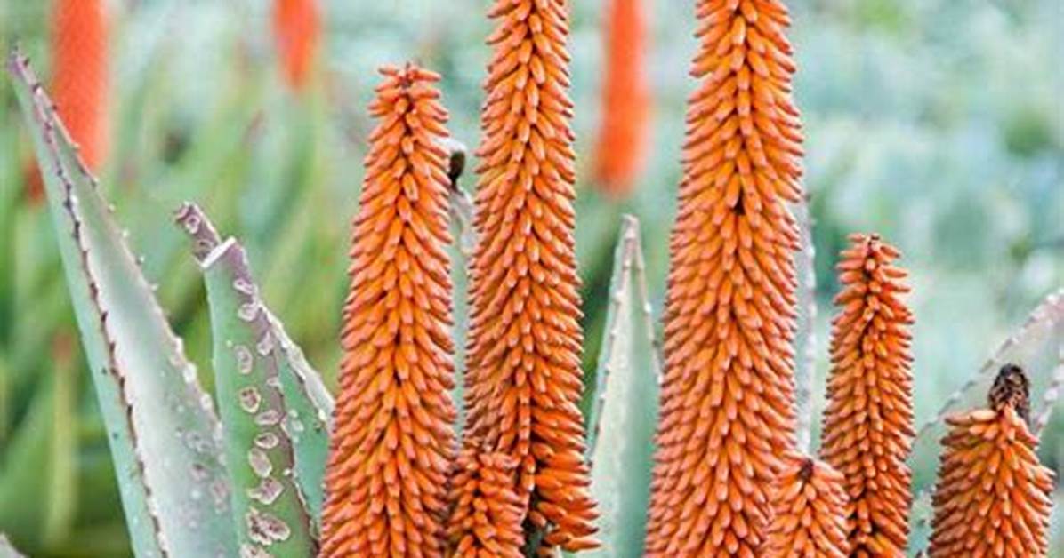 Aloe Bloom