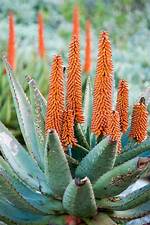 Aloe Bloom