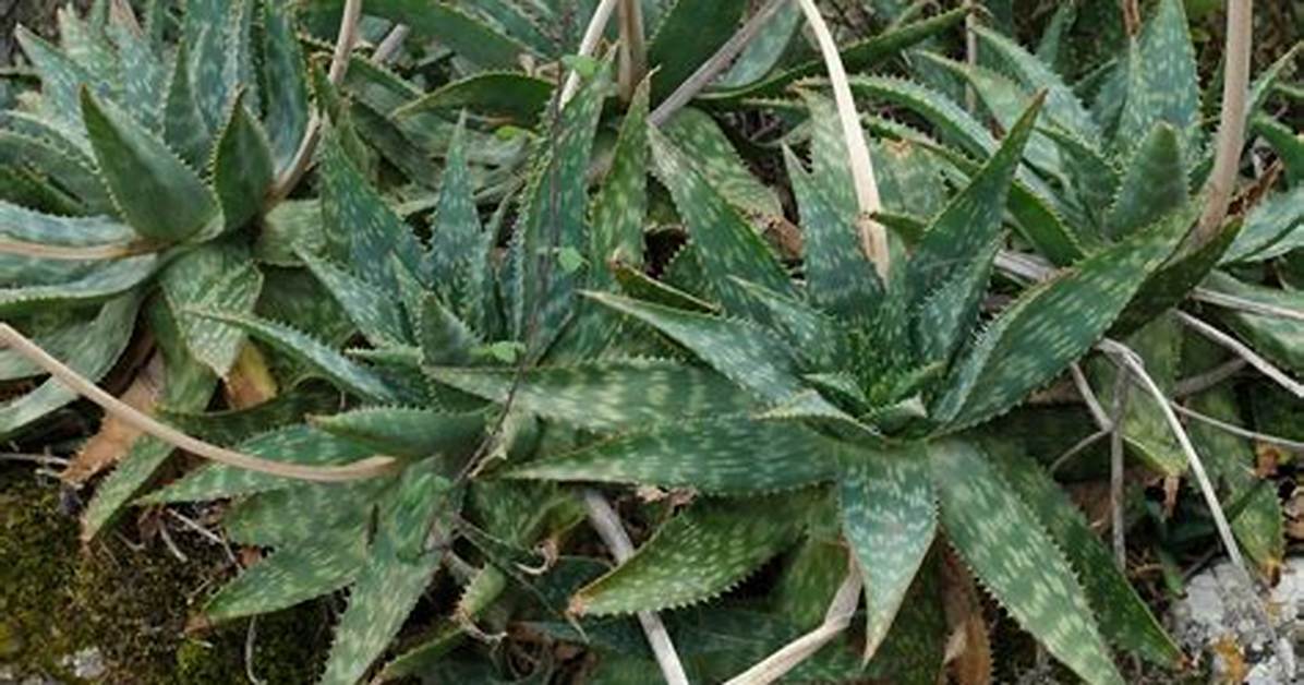 Aloe Maculata