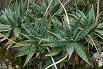 Aloe Maculata