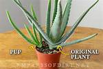 Aloe Pups