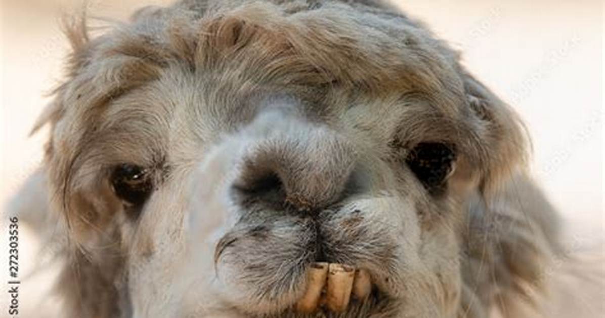 Alpaca Teeth