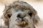 Alpaca Teeth