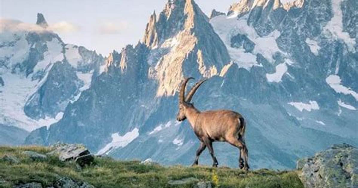 Alpine Biome
