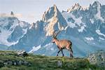 Alpine Biome