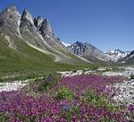 Alpine Tundra
