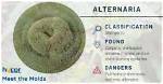 Alternaria Mold
