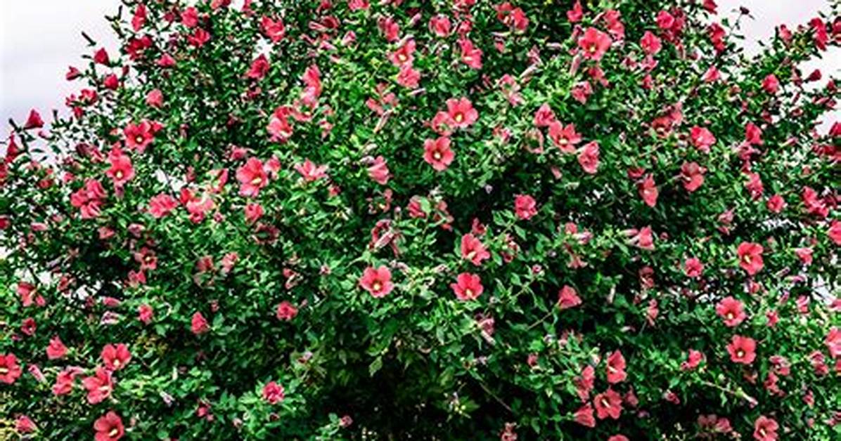 Althea Tree