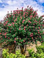 Althea Tree