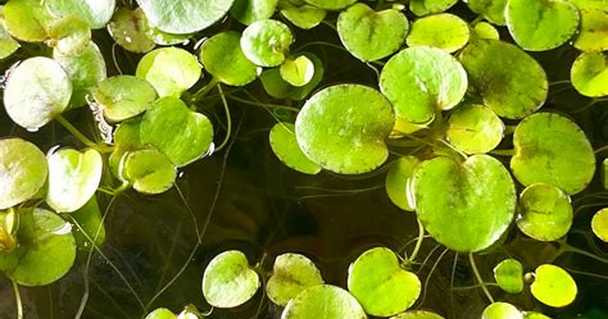 Amazon Frogbit