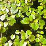 Amazon Frogbit
