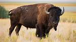 American Buffalo