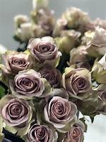 Amnesia Roses