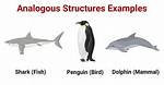 Analogous Structures Examples