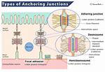 Anchoring Junctions