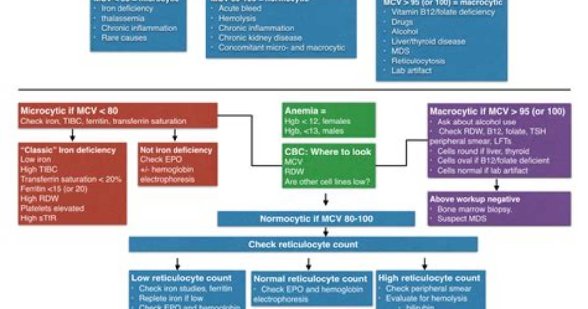 Anemia Workup