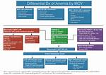 Anemia Workup