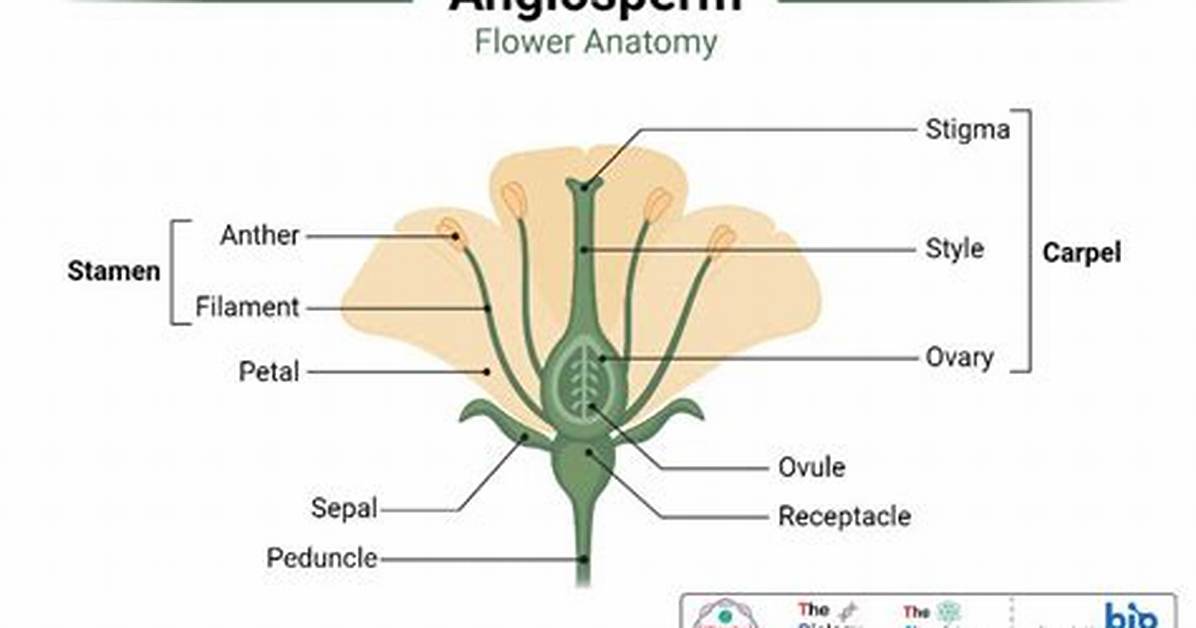 Angiosperms Characteristics