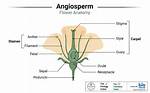 Angiosperms Characteristics