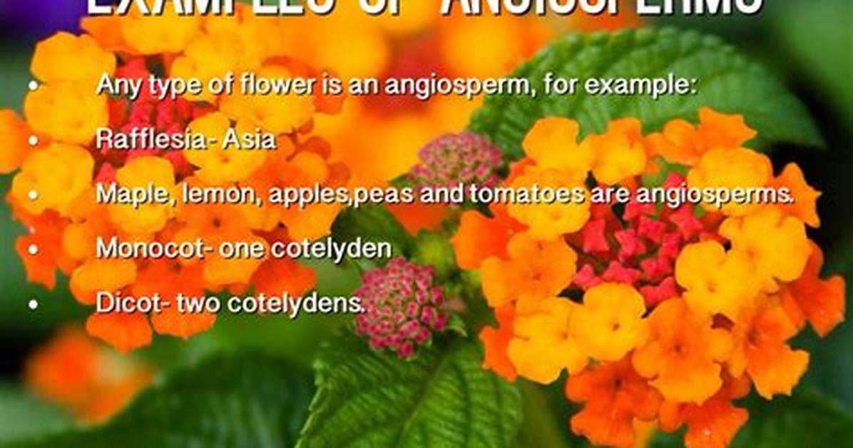 Angiosperms Examples