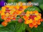 Angiosperms Examples