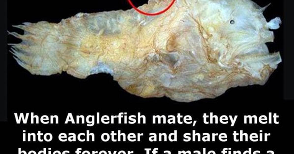 Angler Fish Mating