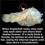 Angler Fish Mating