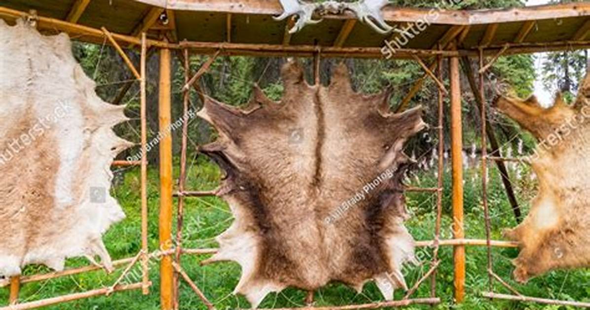 Animal Hide