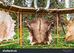 Animal Hide