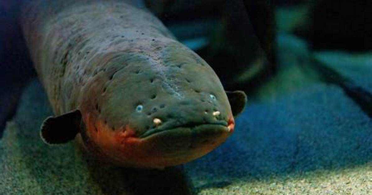 Animals: Electric Eel - Time