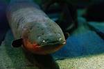 Animals: Electric Eel - Time