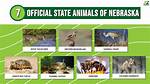 Animals on Nebraska’s State Quarter Nyt Crossword Clue Answer