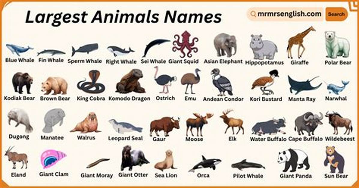 Animals Synonym