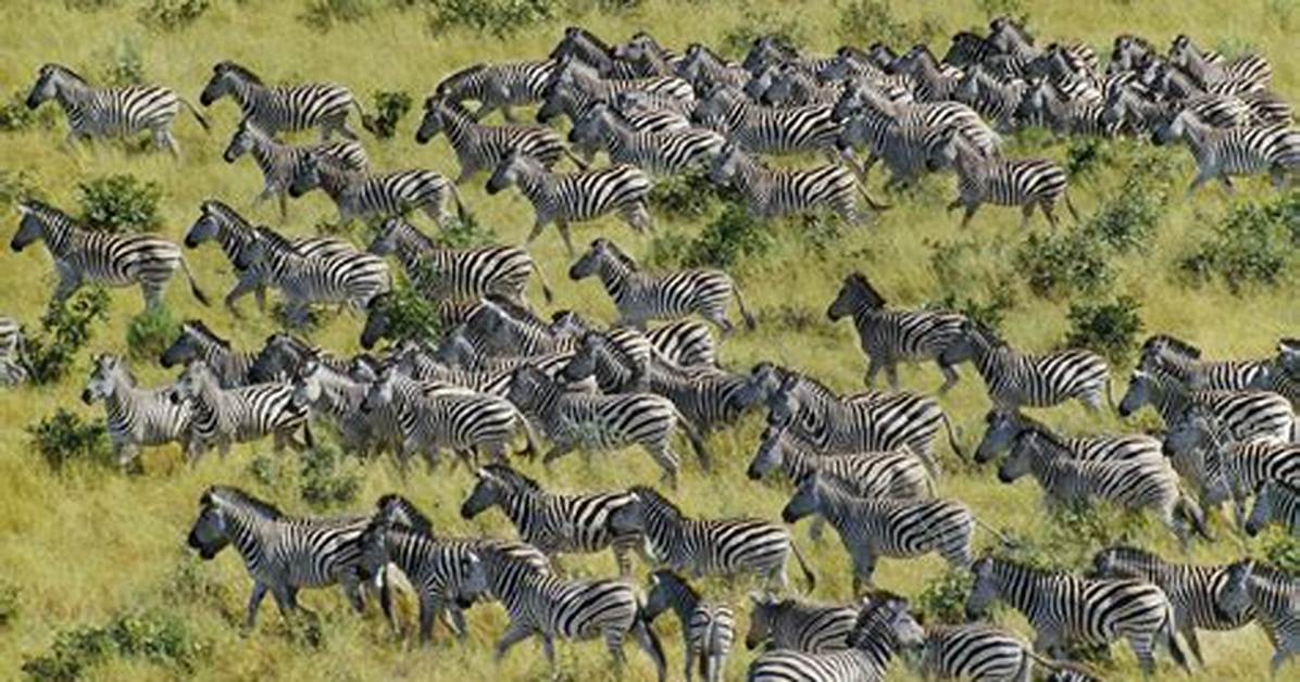 Animals That Migrate