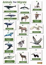 Animals That Migrate