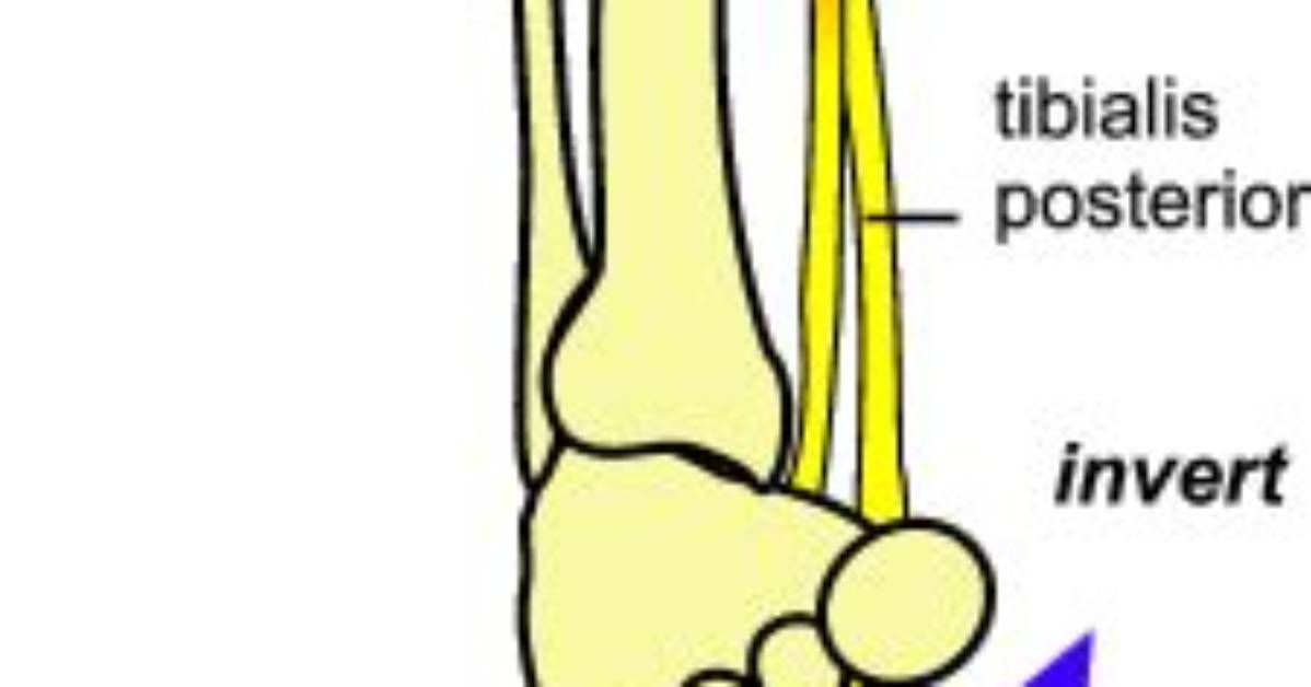 Ankle Inversion Muscles