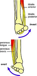 Ankle Inversion Muscles