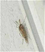 Annoying Flying Bug